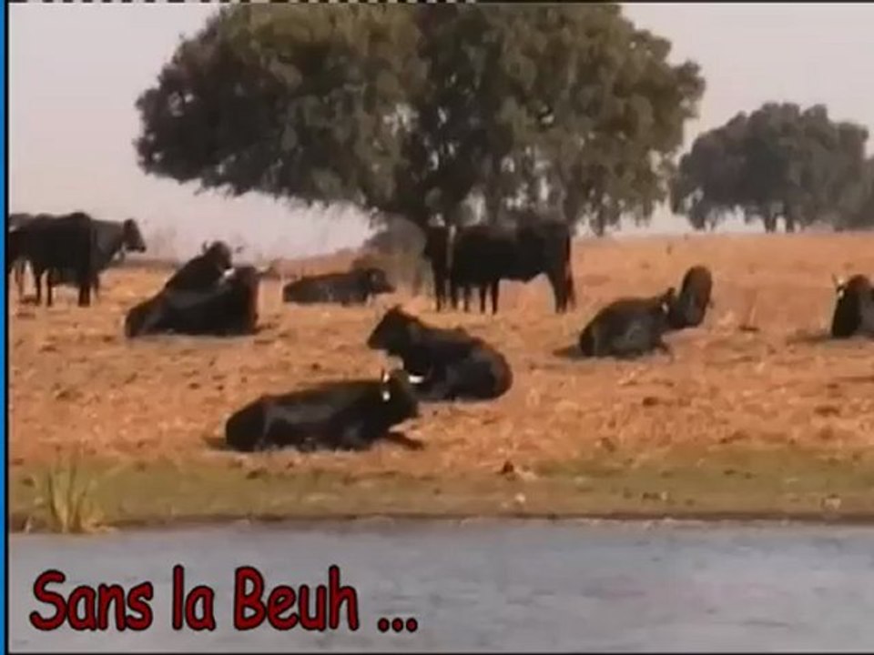 Meuh ... Meuh partie !!!