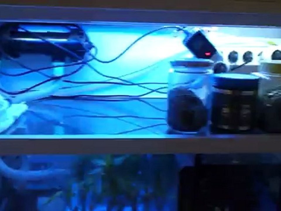 tropheus kasakalawe GEBZE