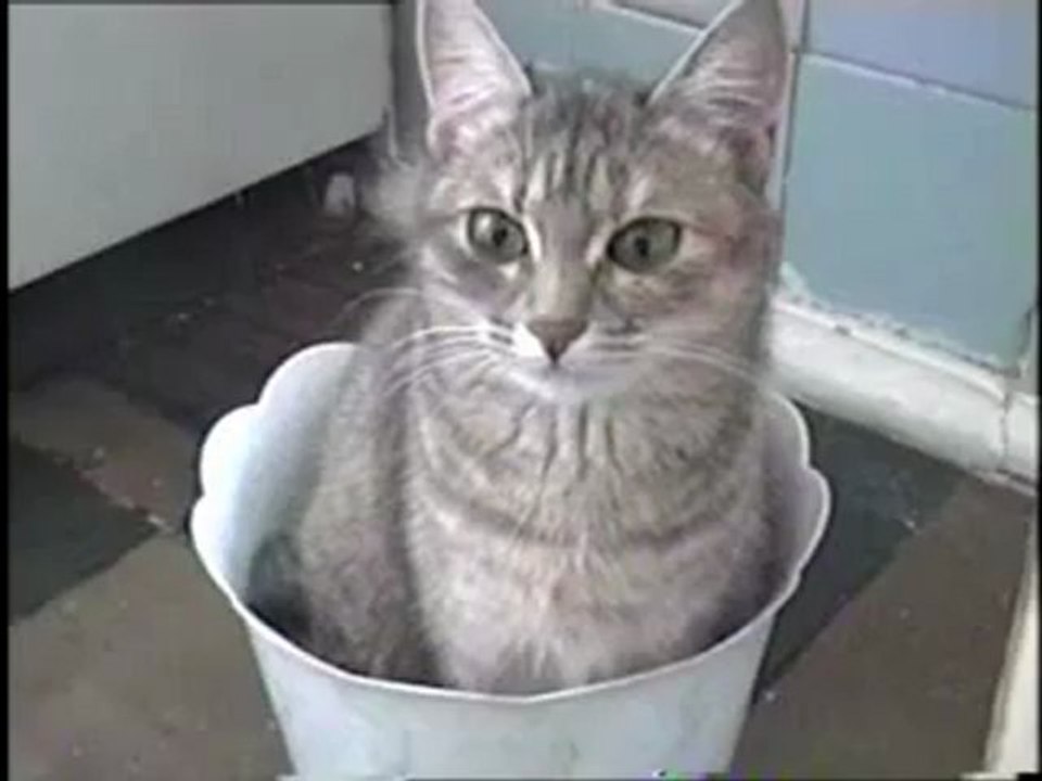 Sitting in a pot