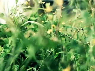 Nature Trails
