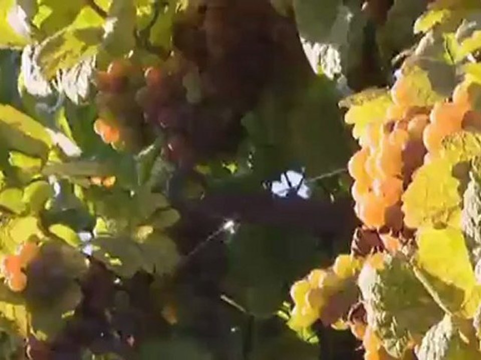 Pfalz – Radeln an der Deutschen Weinstraße | Hin