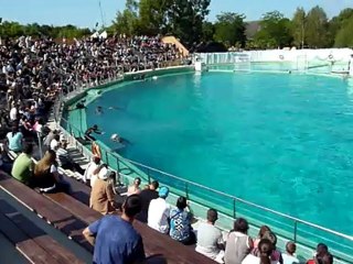 La citée marine et ses dauphins