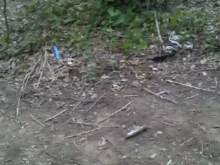 henzo,néo,djumbé, en foret