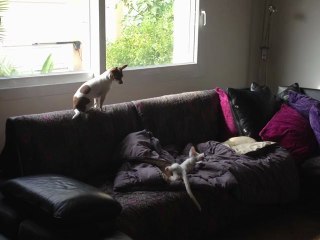 jeux de chien et chat