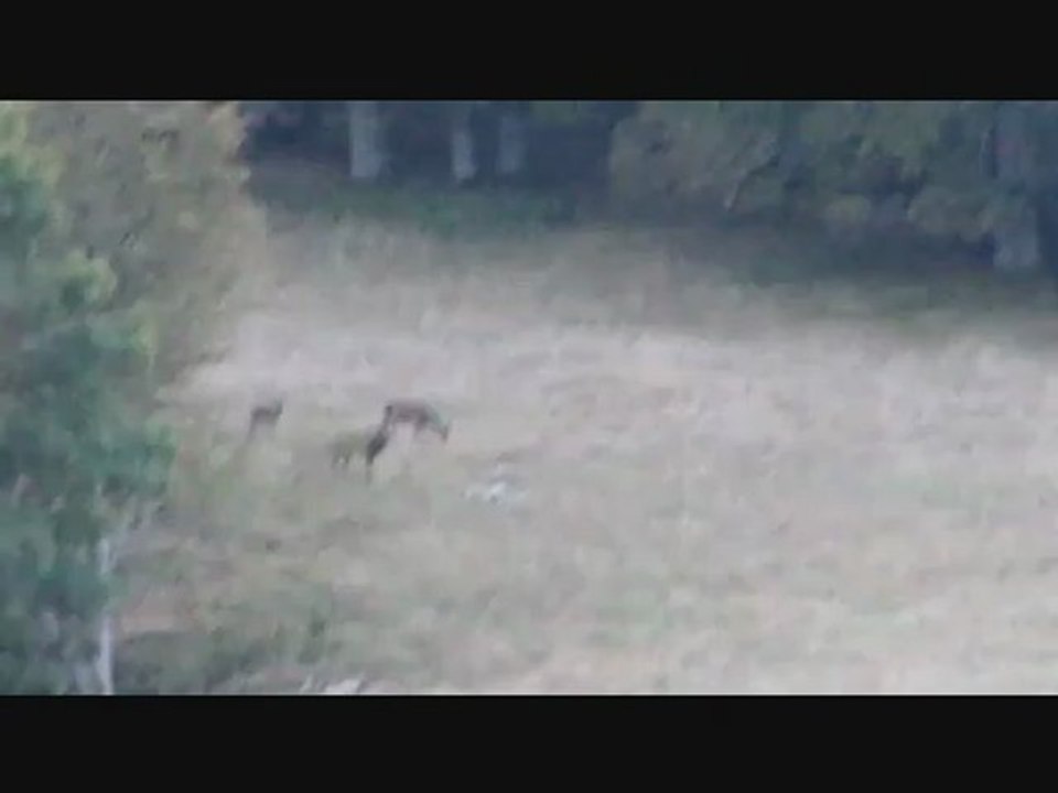 Le brame du cerf 2012 dans le Vercors