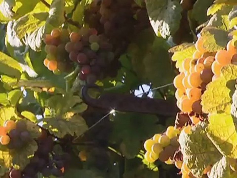 The Palatinate Region - A Bicycle Tour along the German Wine Route | Discover Germany