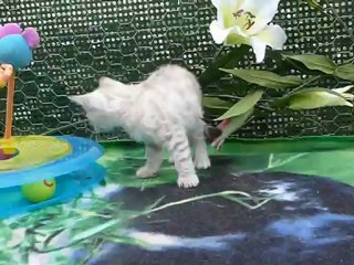 Magic Bengal HEAVEN ON ICE - 7 weeks