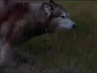 David Guetta feat Sia - She Wolf (Vj Molina Video Edit)