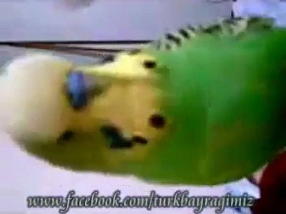 ŞEHİTLER ÖLMEZ  DİYEN KANARYA