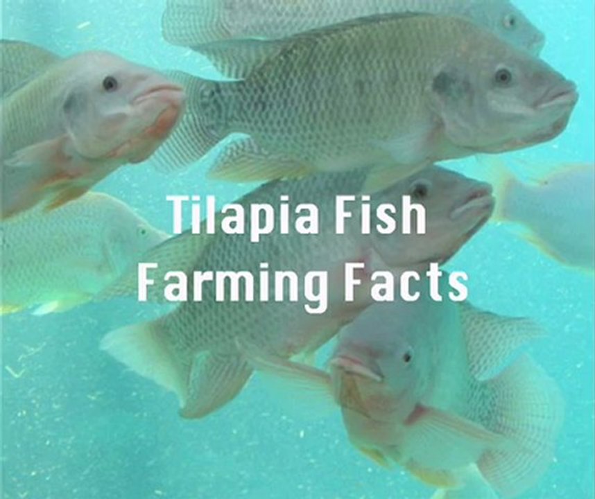 Tilapia Farming At Home video Dailymotion