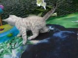 Magic Bengal HEAVEN ON ICE - (7 weeks)