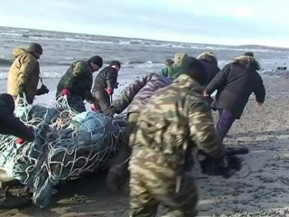 Descubren milenario mamut