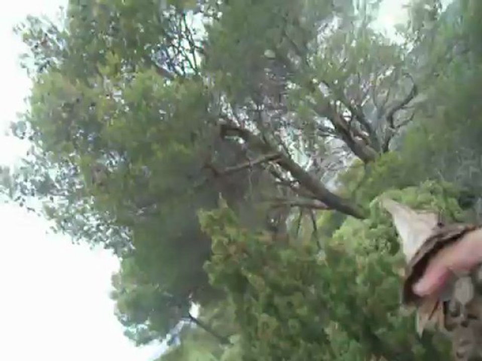 cirka et bilou aux faisans 004