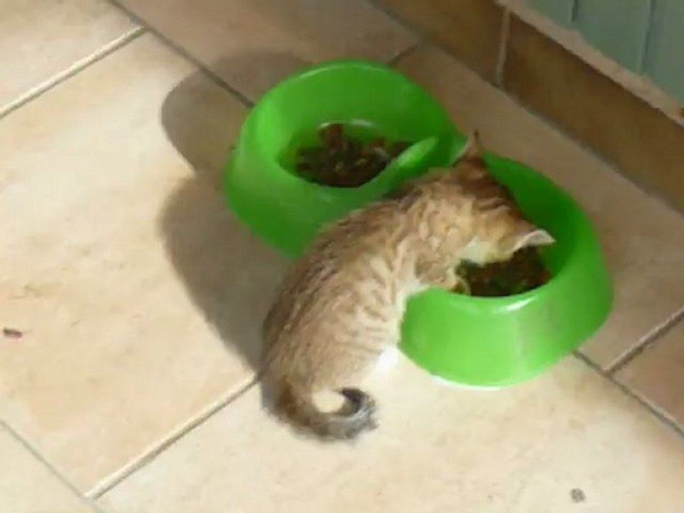 Chatons