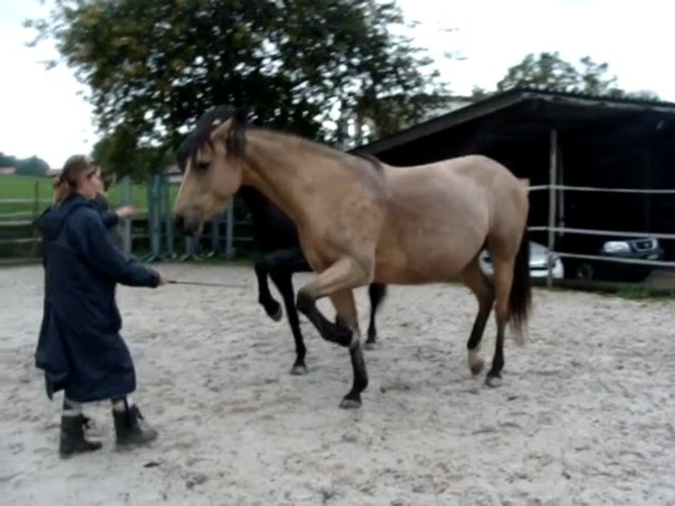 Zora et Tempête font la paire