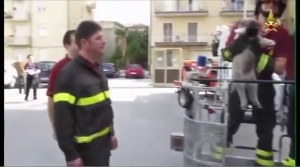 Avellino - Salvataggio di un cagnolino (07.10.12)