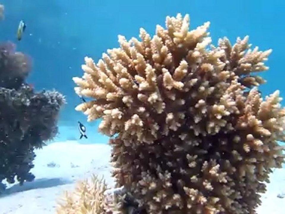 Croisière BDE + plongées à Safaga (version longue)