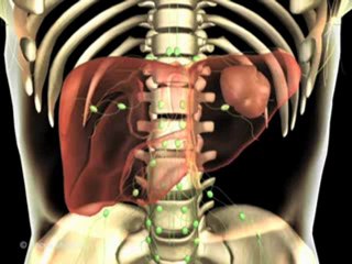 Hematology (Animated Pocket Dictionary)