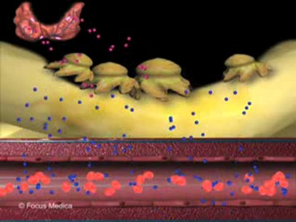 Nephrology (Animated Pocket Dictionary)