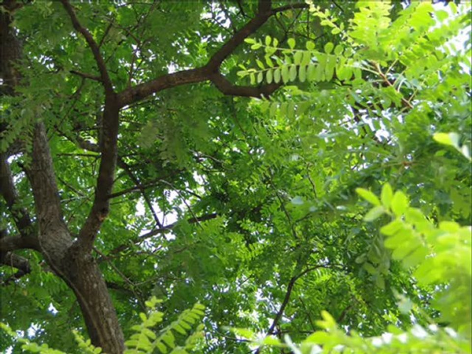 Senary Ingredients of Casearia wynadensis Bedd. based Herbal Formulations: Pankaj Oudhia’s Medicinal Plant Database