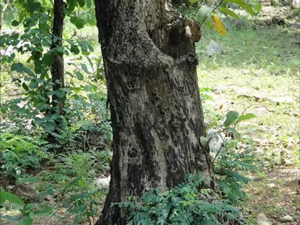 Senary Ingredients of Homalium jainii A. N. Henry & Swamin. based Herbal Formulations: Pankaj Oudhia’s Medicinal Plant Database