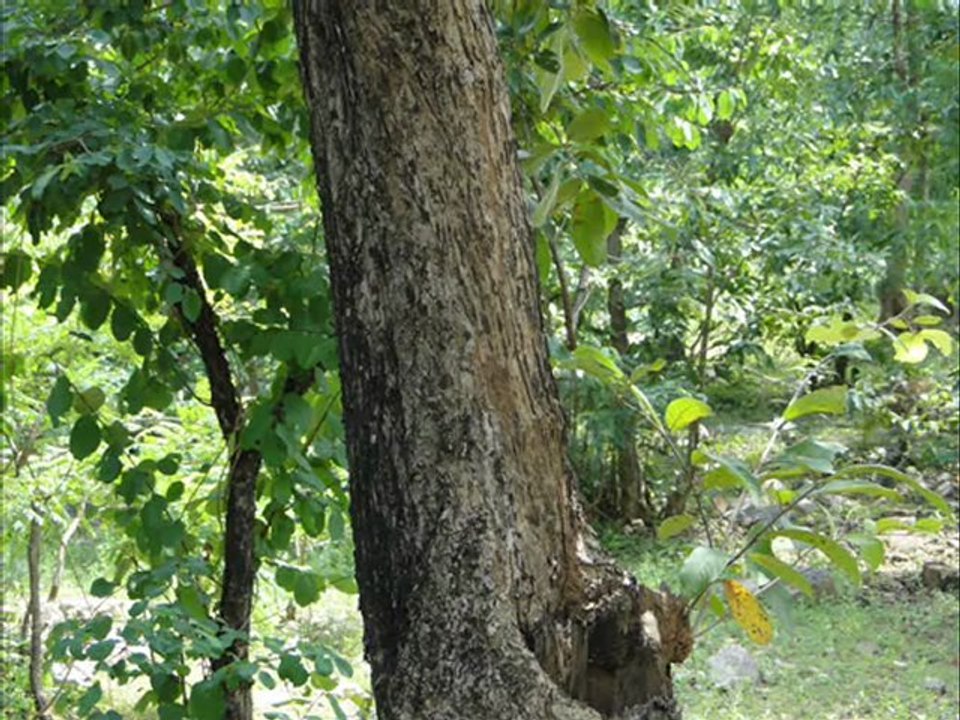 Senary Ingredients of Homalium travancoricum Bedd. based Herbal Formulations: Pankaj Oudhia’s Medicinal Plant Database