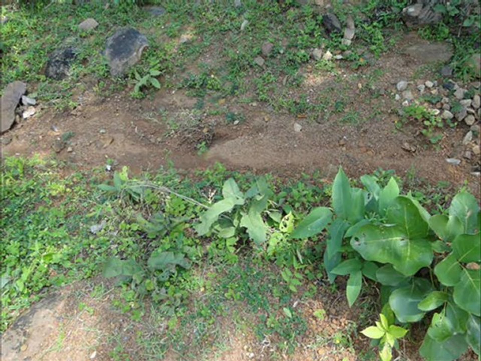 Senary Ingredients of Homalium ceylanicum (Gard.) Benth. based Herbal Formulations: Pankaj Oudhia’s Medicinal Plant Database