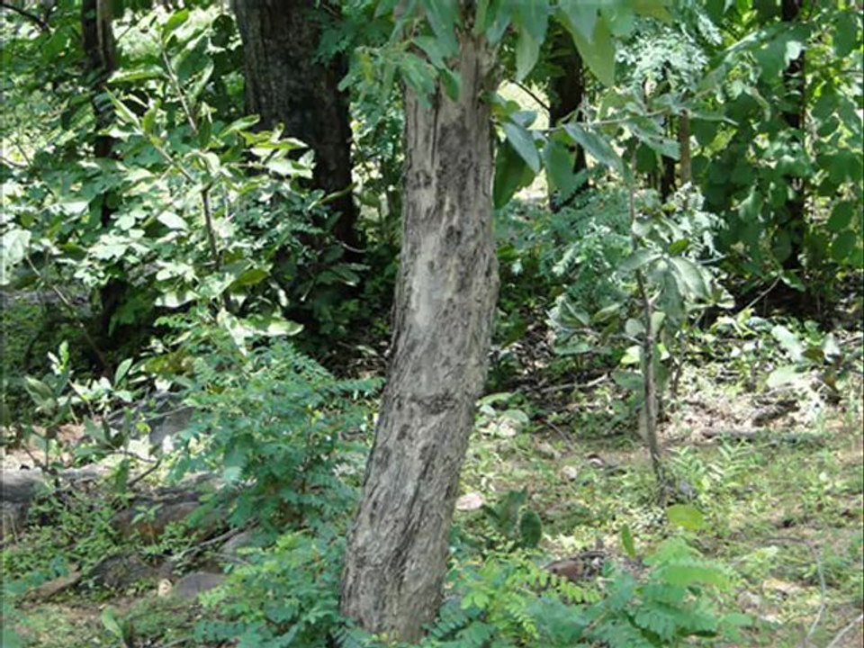 Senary Ingredients of Hydnocarpus alpina Wight based Herbal Formulations: Pankaj Oudhia’s Medicinal Plant Database