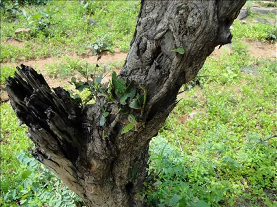 Senary Ingredients of Hydnocarpus macrocarpa (Bedd.) Warb.   based Herbal Formulations: Pankaj Oudhia’s Medicinal Plant Database