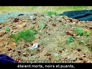 champignons-sauver le monde