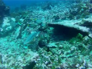 A las tortugas les gusta el cuchi - Polynésie Française - Mai 2012