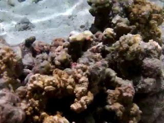 moi dans le lagon de l hermitage