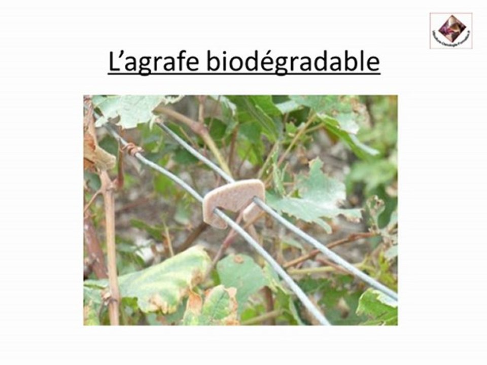 Palissage de la vigne avec des agrafes biologiques