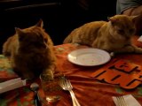 2 Chats qui mangent à table assis sur une chaise