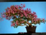 Daily care for Growing Bonsai tree