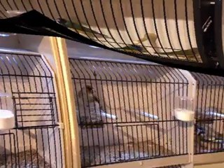 bourse d'oiseaux hannut 07-10-2012,birds,aves,uccelli