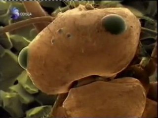 Hormigas plateadas: Extremofilas del calor (Cataglyphis bombycina)