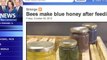 Beekeepers Astounded By Blue Honey