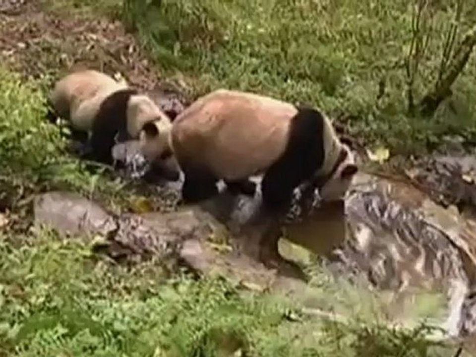 Keepers wear fancy-dress at China panda reserve