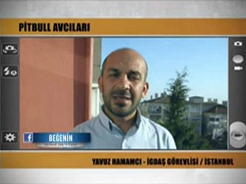 Pitbull avcıları(haber sizsiniz)