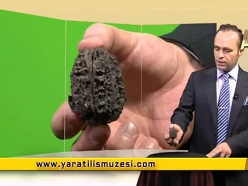 MİLYONLARCA YILDIR DEĞİŞMEYEN CEVİZLER