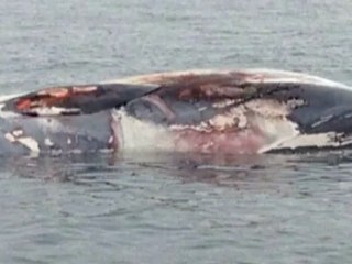 Dead finback whale found in Boston harbor