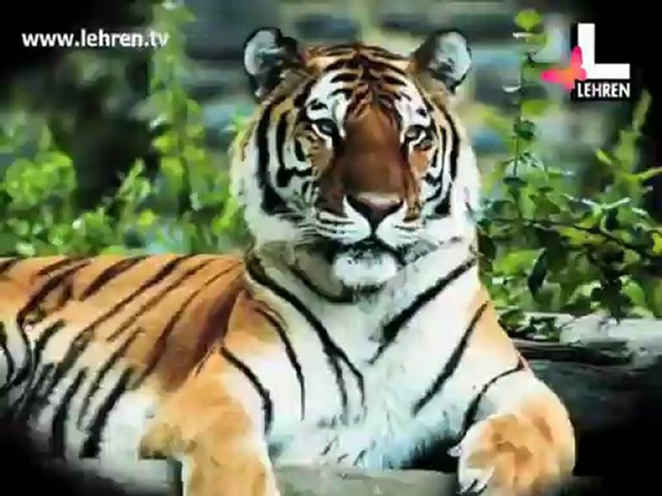 Salman Tiger Khan to Adopt Tigers