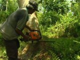 Filipino illegal loggers pose deadly threat