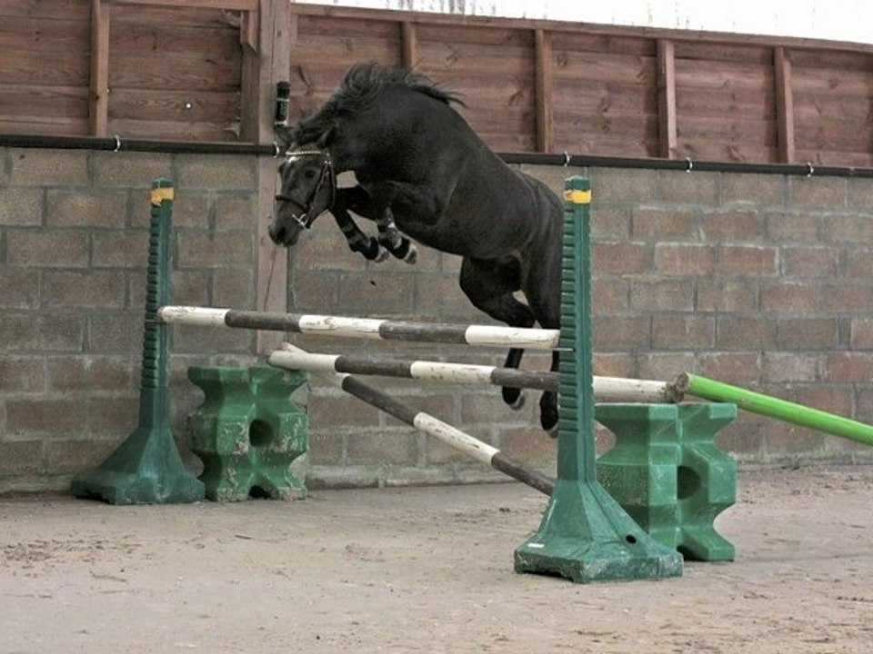 Virtuose de Jade - A VENDRE - poney Connemara