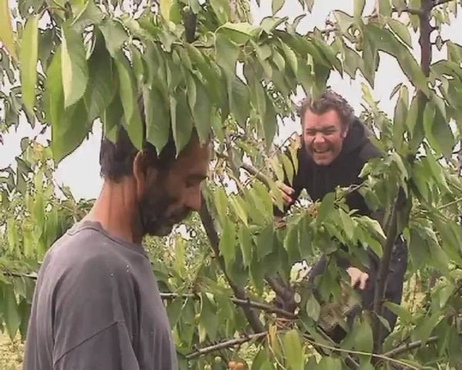Frasque agricole