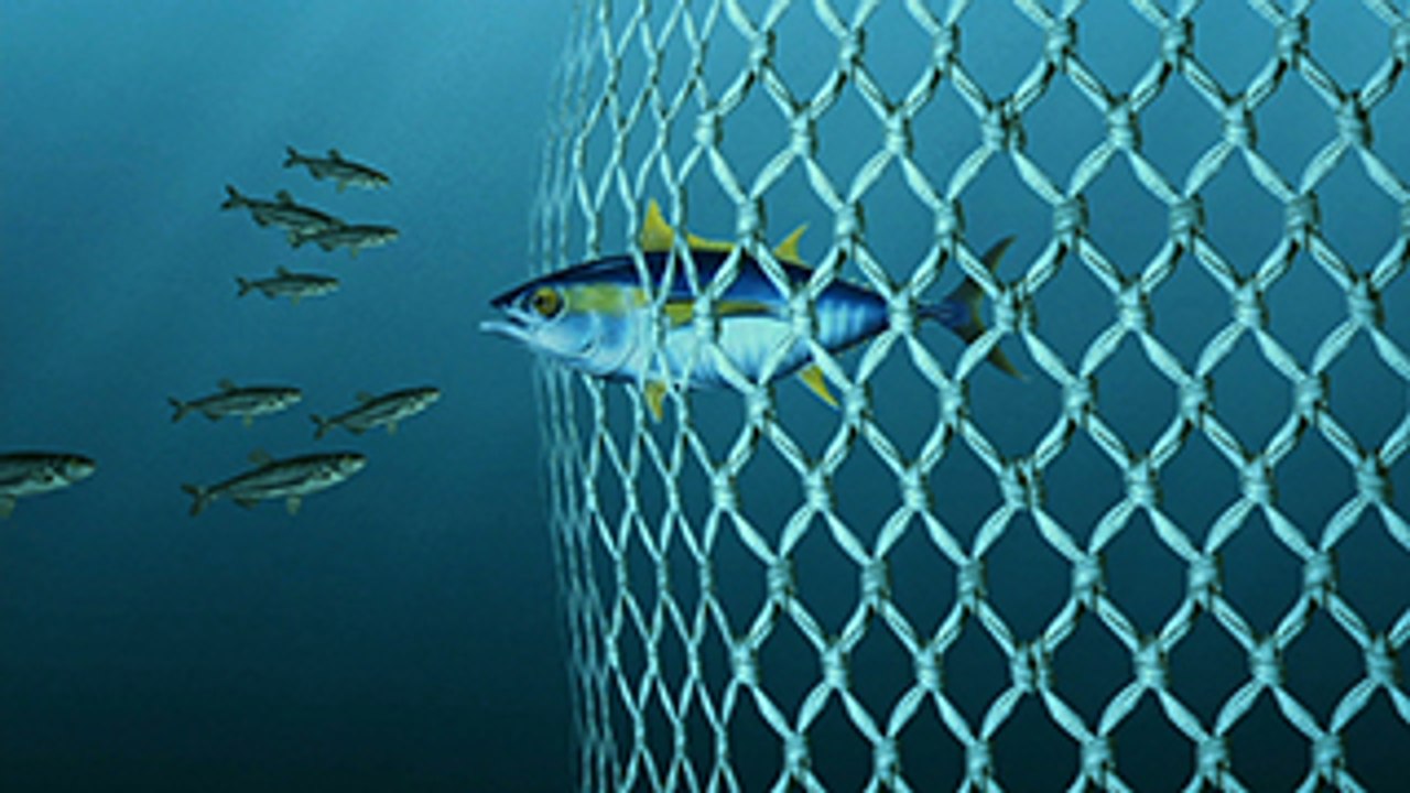 Pêcheurs-cueilleurs du gaou - Fishermen-gatherers of the Gaou (bande annonce - trailer)