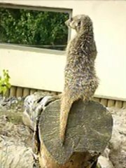 suricate