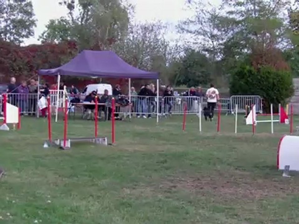 Taiga, epagneul breton, agility, charmes 2012, jumping