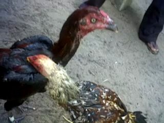 Vidéos d'archives - Test de 2 jeunes de 6 mois_Blackie & Masira fils d'Alibaba (8avr12)